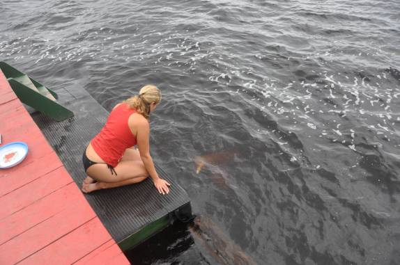 Observando o Boto Cor de Rosa, em Novo Airão - AM